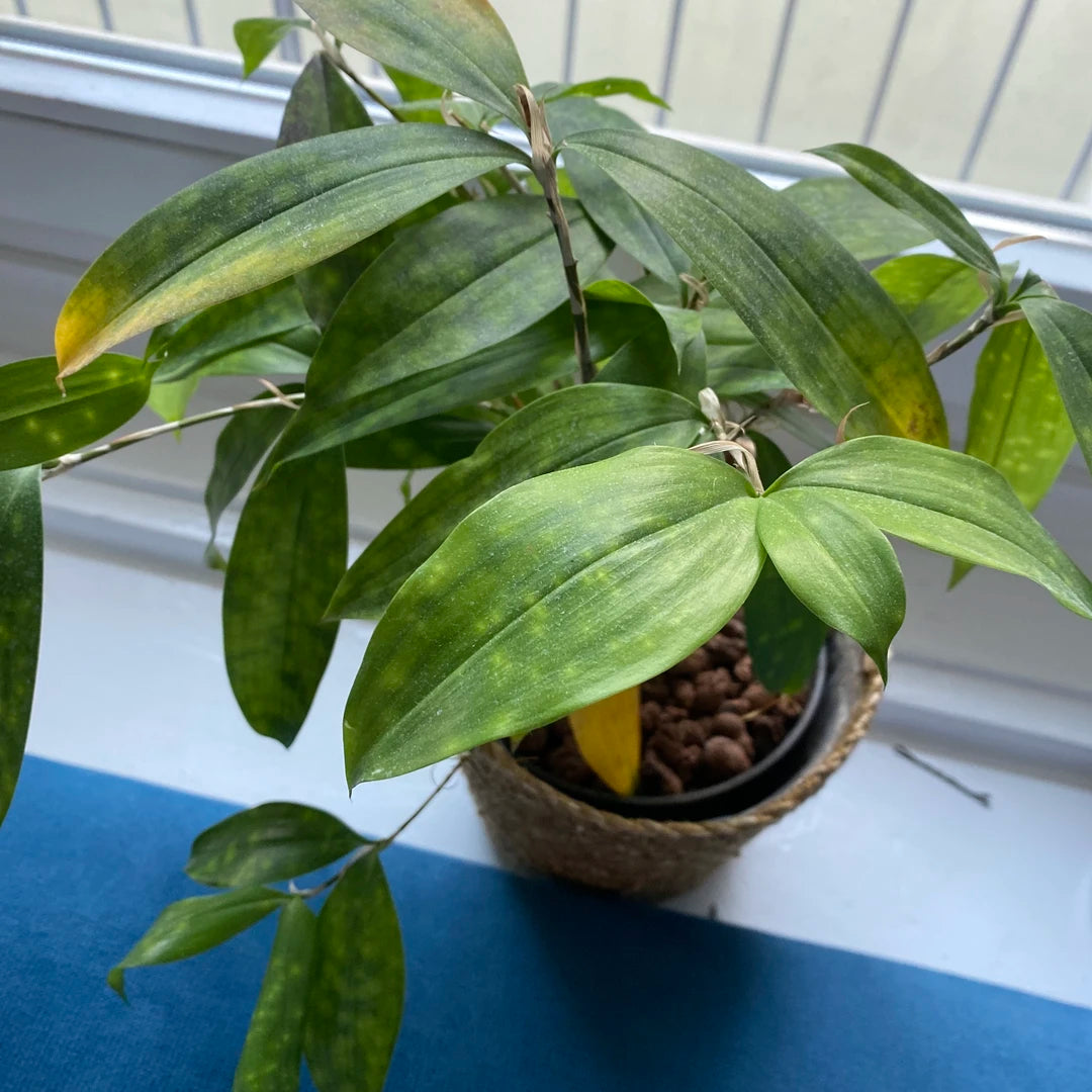 Drachenbaum (Dracaena surculosa) mit gelblich verfärbten Blättern durch unzureichende Lichtverhältnisse.