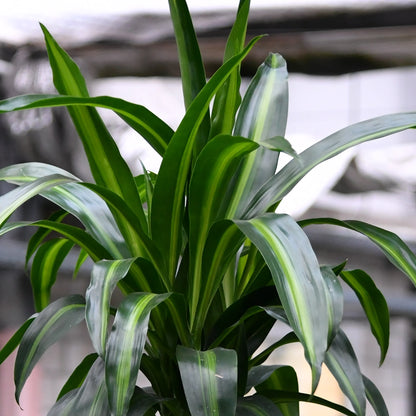 Hydro XXL Dracaena Hawaiian Sunshine, 140-160cm