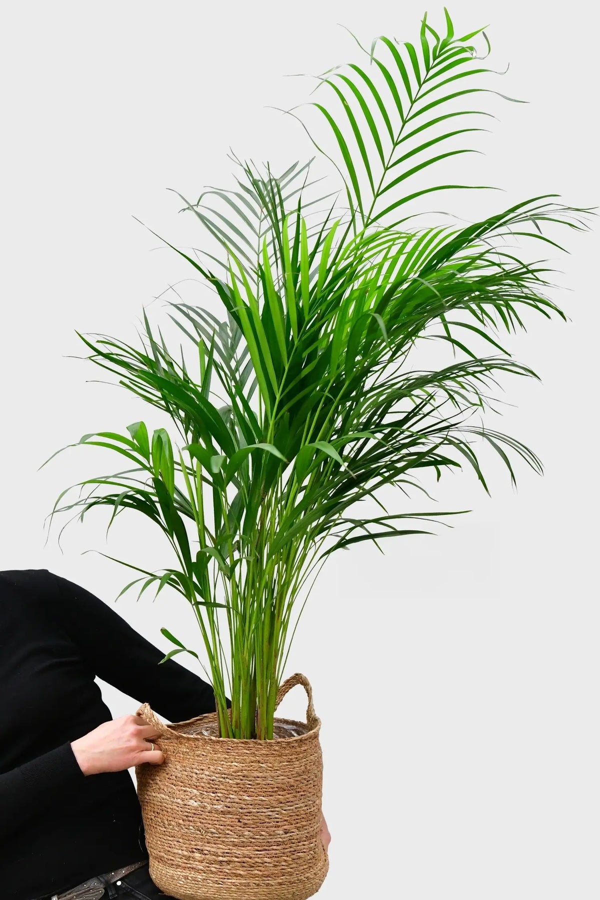 Große Goldfruchtpalme frisch vom Gärtner kaufen