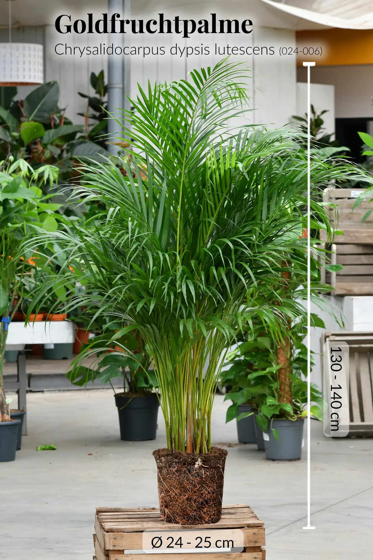XXL Goldfruchtpalme 130-140cm