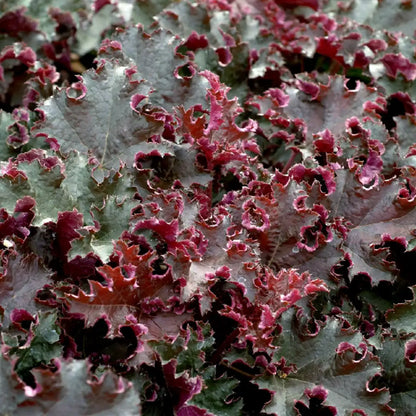 5er Box Rote Herbstpflanzen