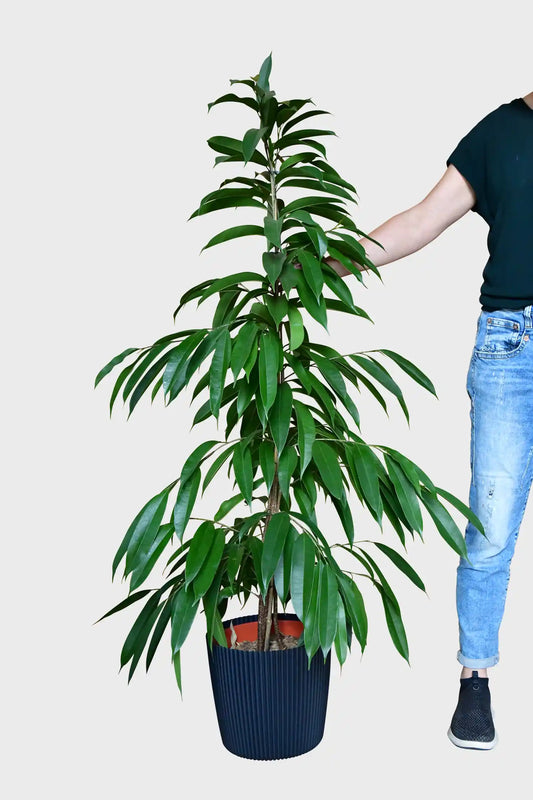 XXL Ficus Amstel King