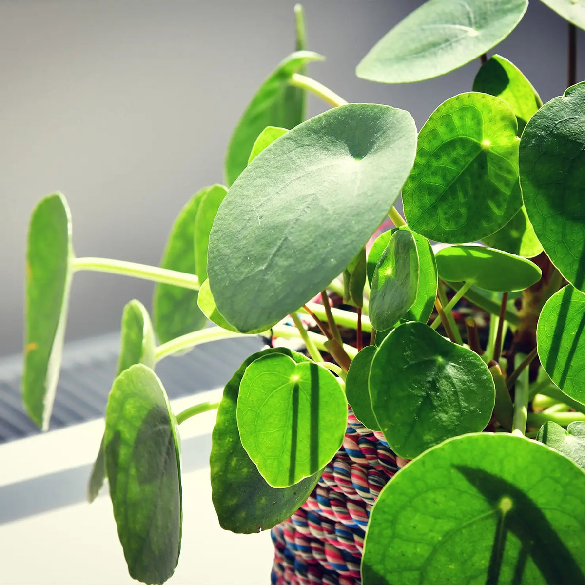 Pilea Zimmerpflanze Ufopflanze Geldbaum