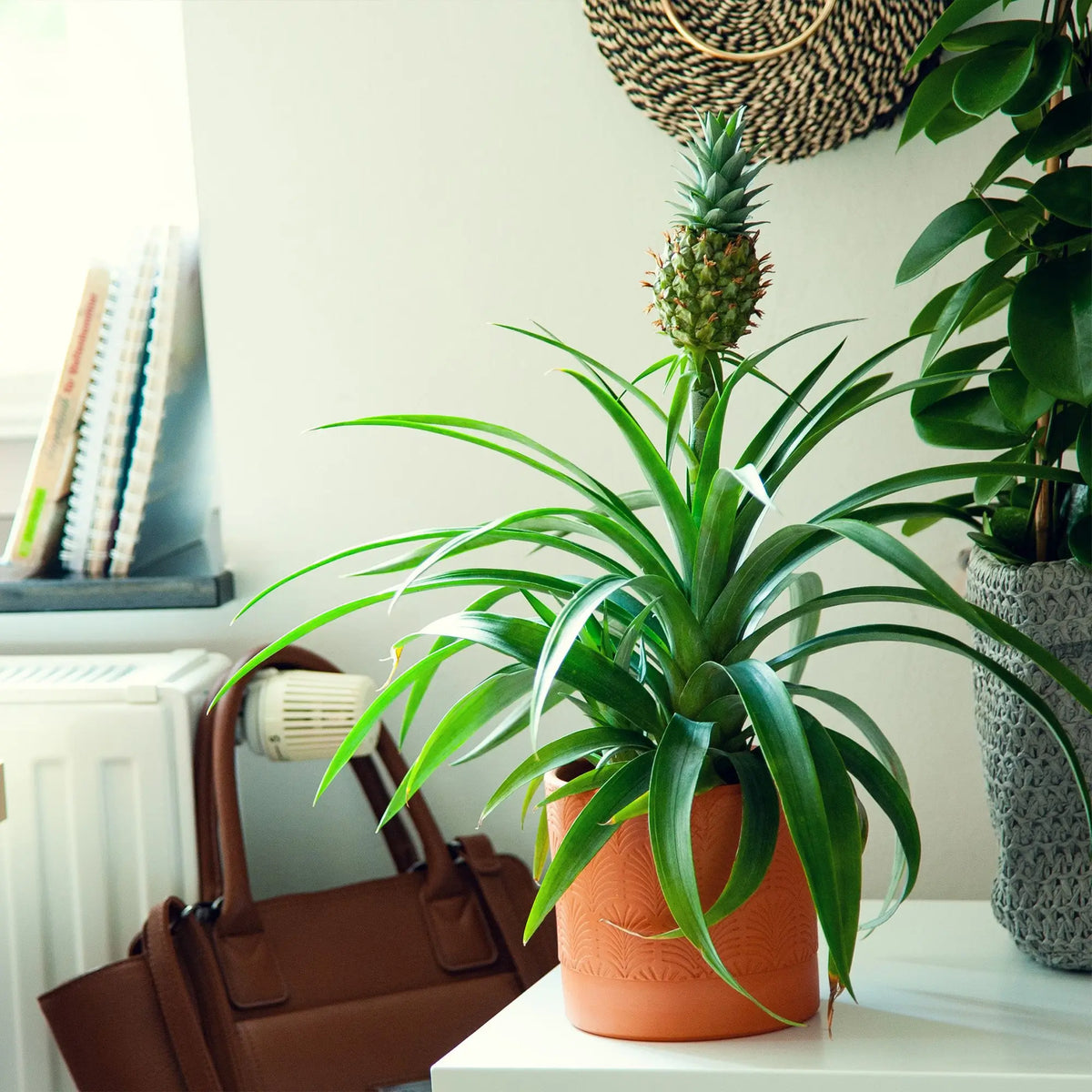 Zierananas Stimmungsbild mit Tasche und Dekotopf