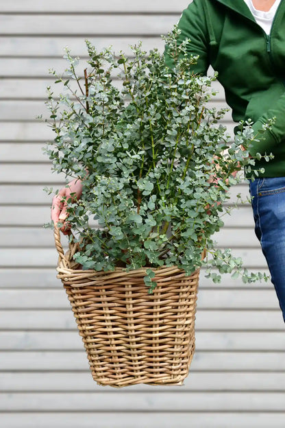 Duftender Eukalyptus Busch