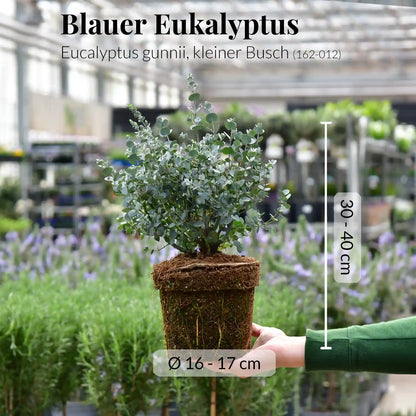 Eukalyptus Busch