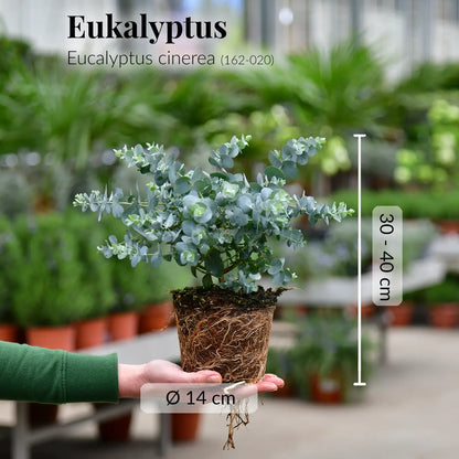 Frische Eukalyptus Pflanze mit gesunden Wurzeln