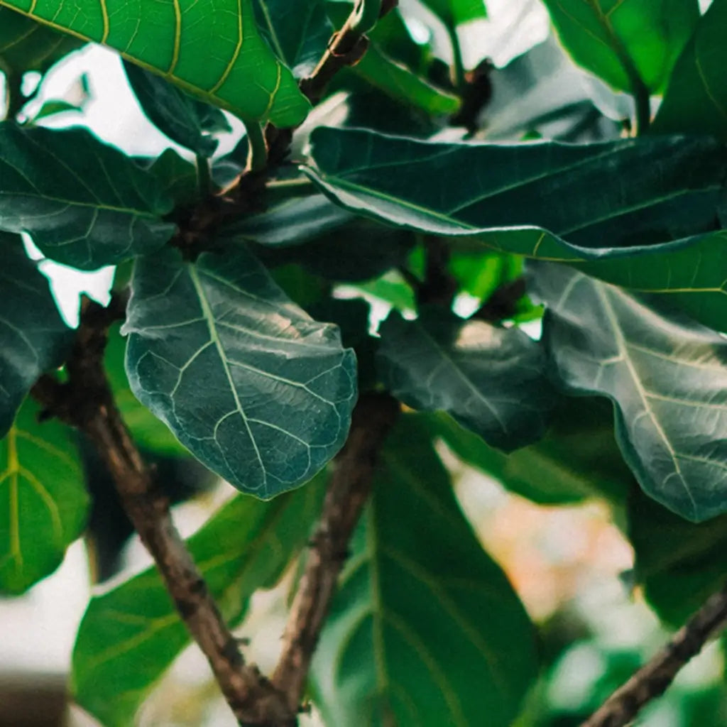 Blätter und Stamm des Ficus Lyrata
