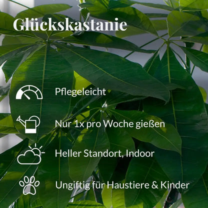 Pflegeleichte Glückskastanie Pflegehinweise