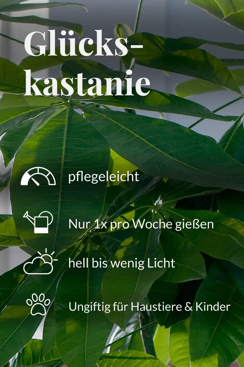 SPECIAL OFFER Große Glückskastanie