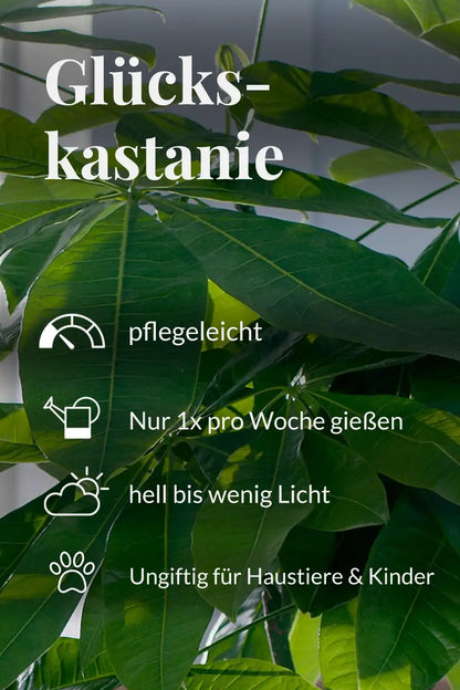 SPECIAL OFFER Große Glückskastanie