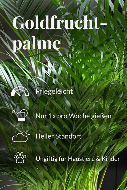 Große Goldfruchtpalme, 100-110cm