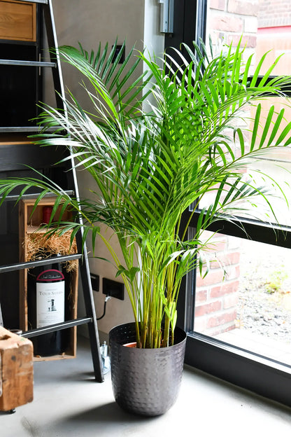 Große Goldfruchtpalme mit Metalltopf am Fenster