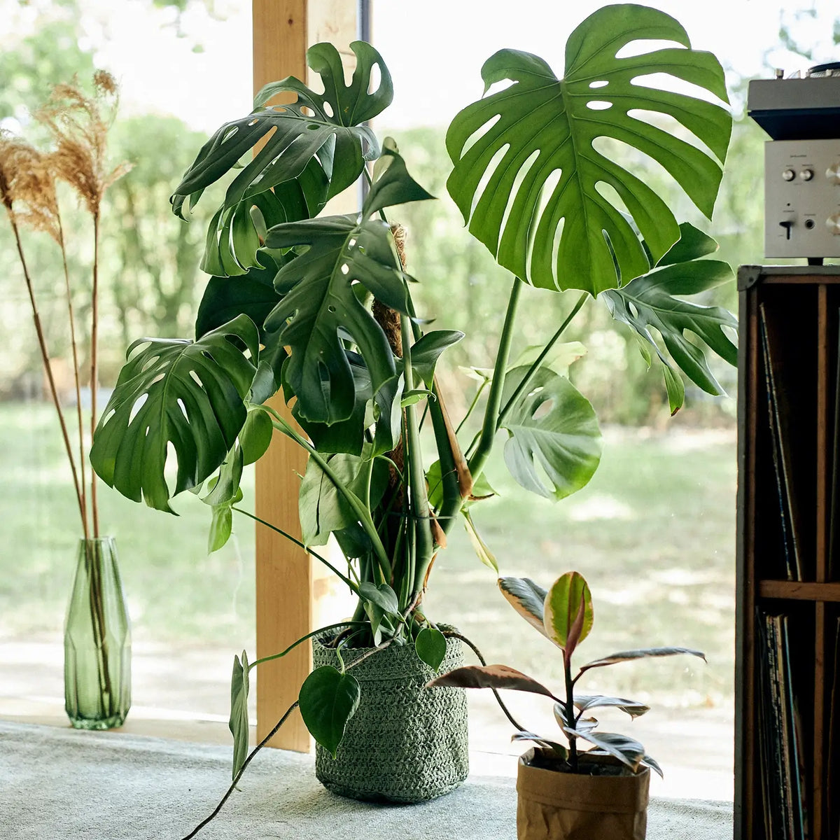 Große Monstera direkt am Fenster