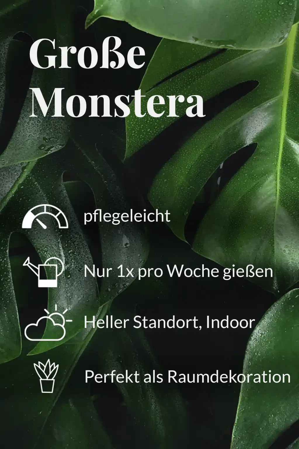 Monstera Pflegehinweise