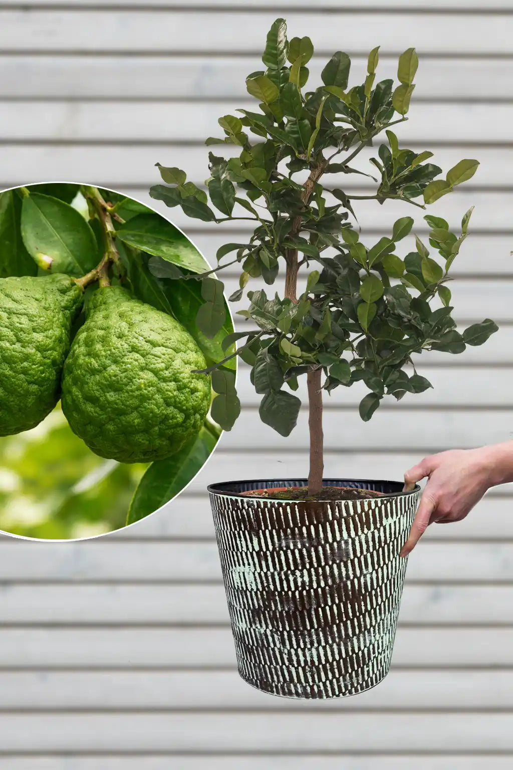 große mediterrane Kaffir Limettenpflanze mit Übertopf für die Terasse kaufen