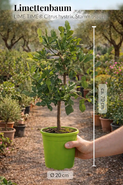 große mediterrane Kaffir Limettenpflanze frisch aus der Gärtnerei
