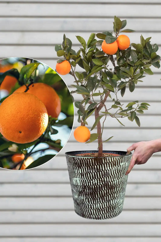 großer Orangenbaum im Metalltopf für den Outdoor Bereich kaufen