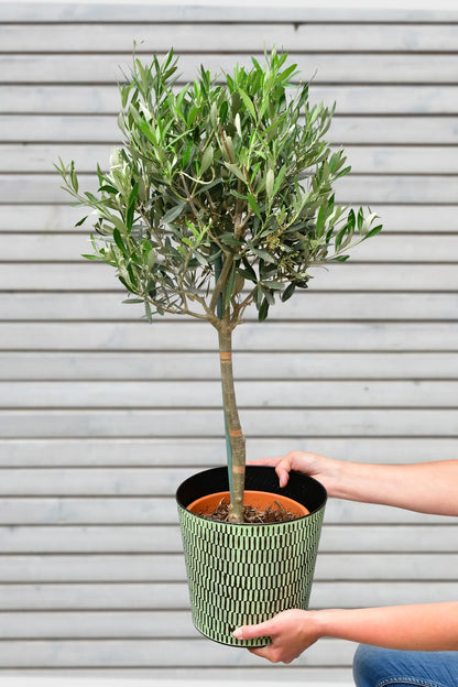 Großer Olivenbaum mediterran für Balkon oder Terrasse, frisch beim GÄrtner kaufen