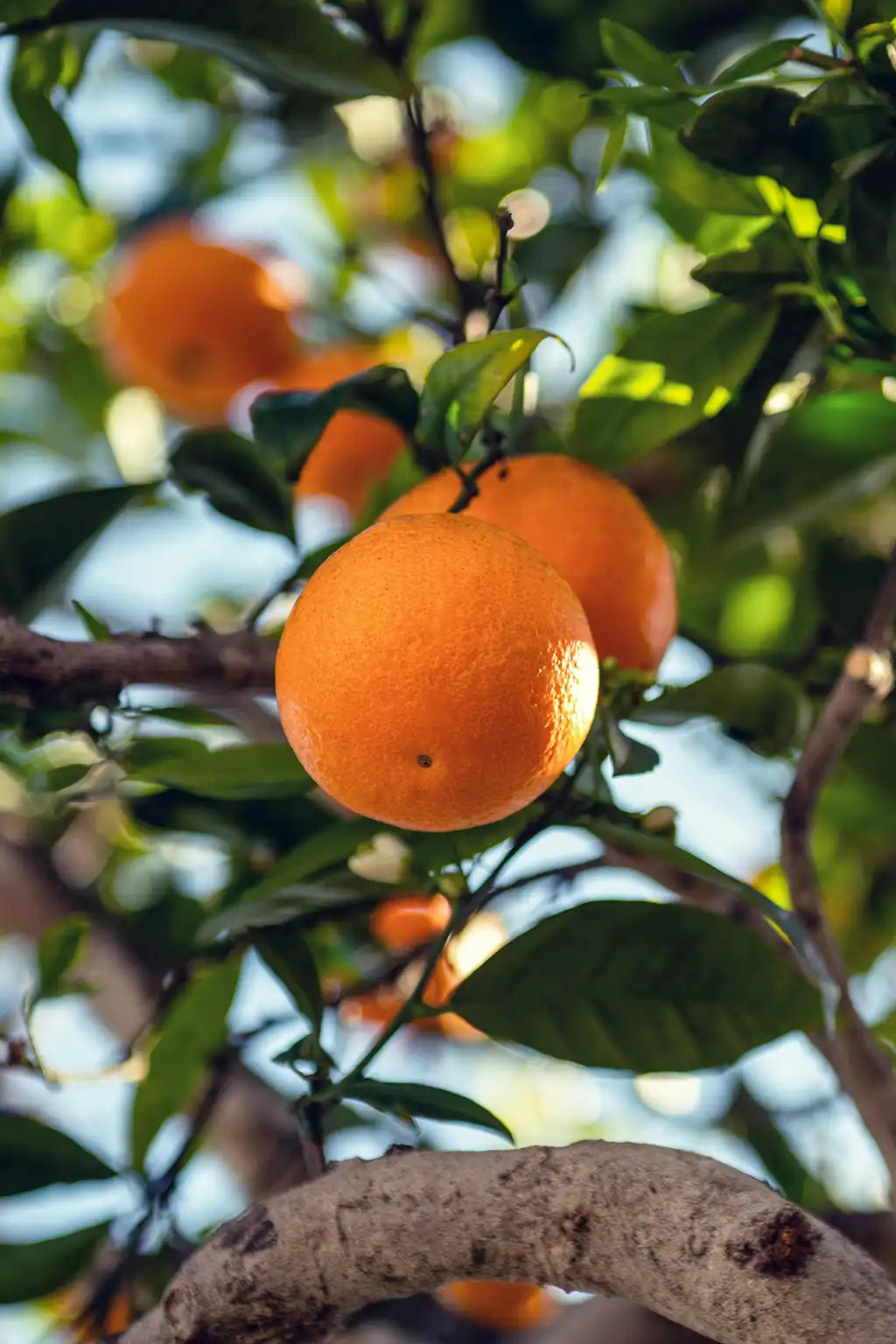 Detailaufnahme von einer Orange am großen Orangebaum auf der Plantage