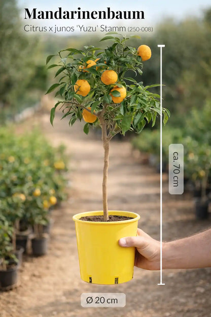 großer mediterraner Yuzu Mandarinenbaum frisch aus der Gärtnerei