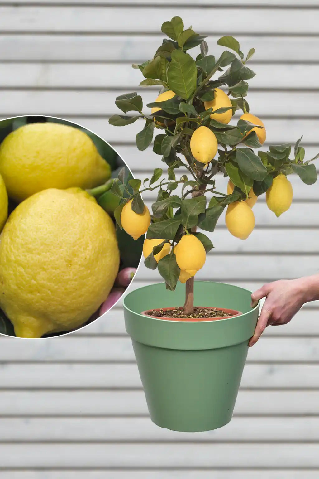 großen mediterranen Zitronenbaum mit Übertopf für die terasse kaufen
