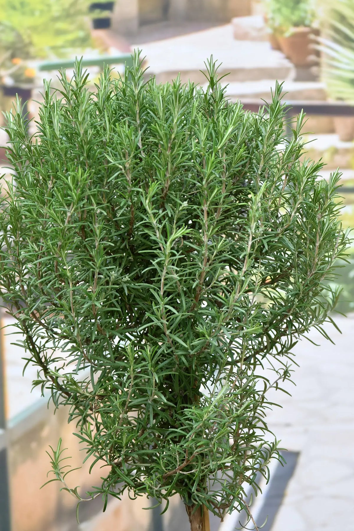 Rosmarin Baum mit Krone Balkonpflanze