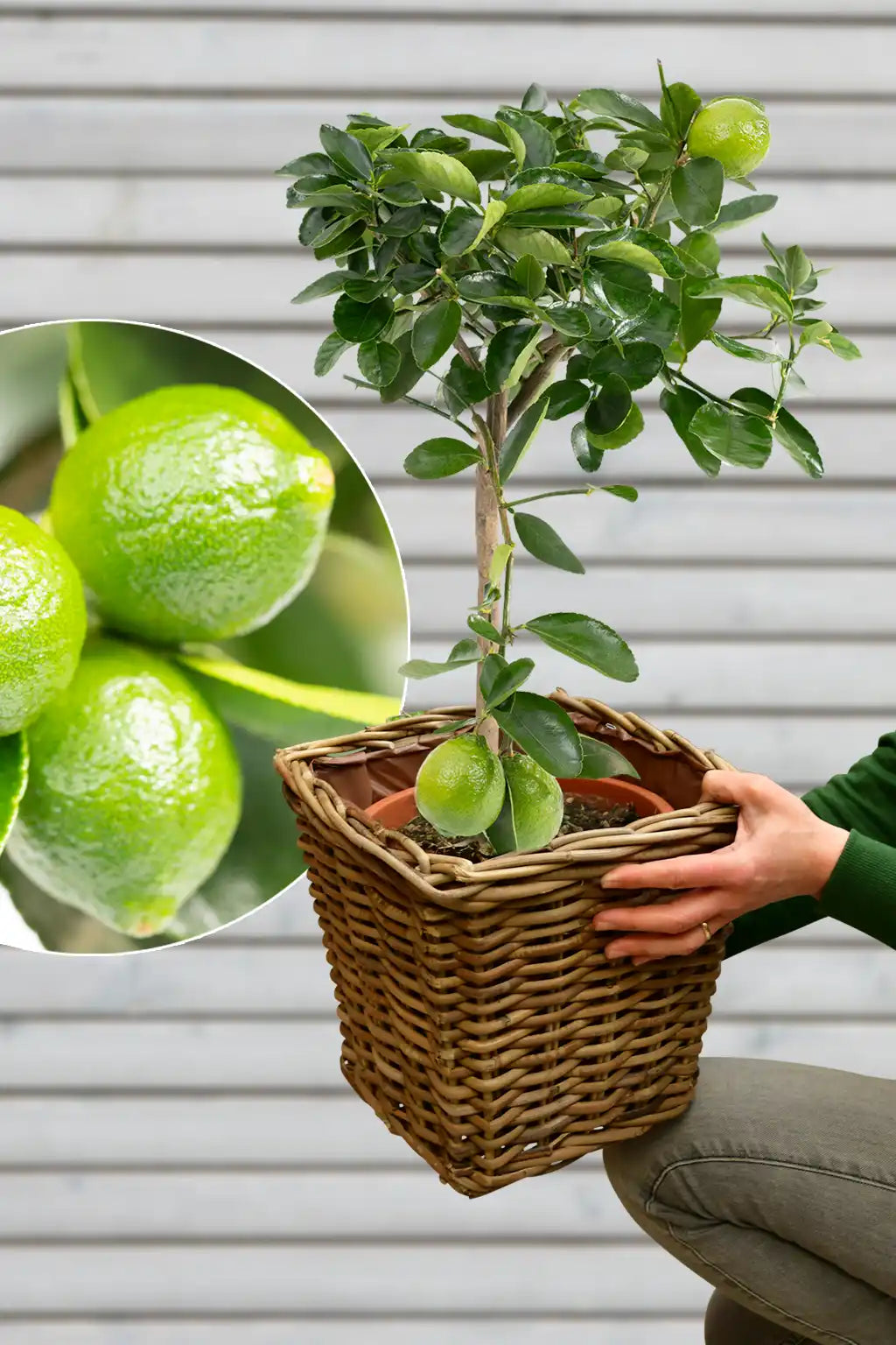 großen mediterranen Caipi Limettenbaum mit Übertopf für die Terasse kaufen