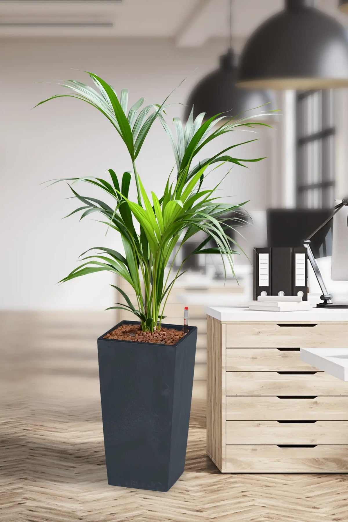 Hydro Kingsize Kentia Palme 110-120cm