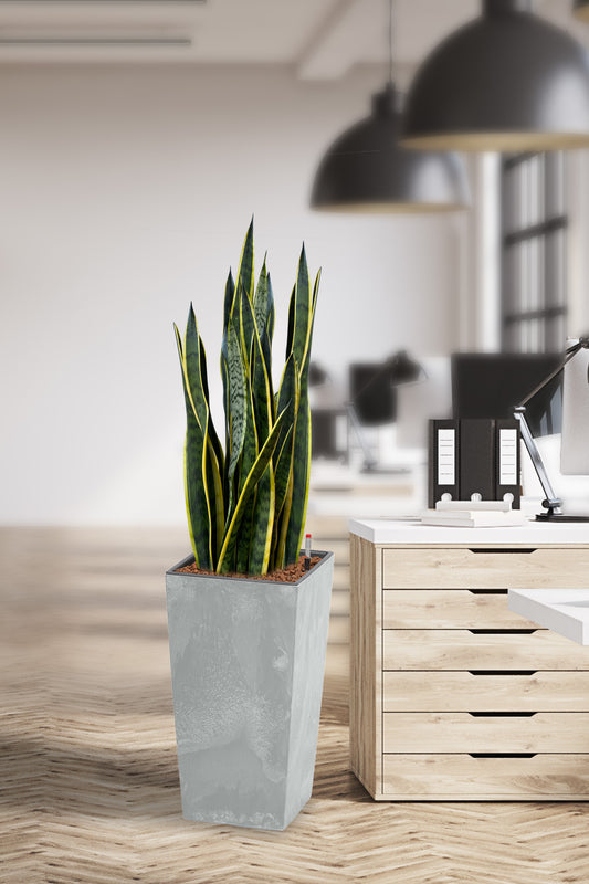 HYDRO SET XL Büropflanze Sansevieria mit hoher Vase in Betonoptik