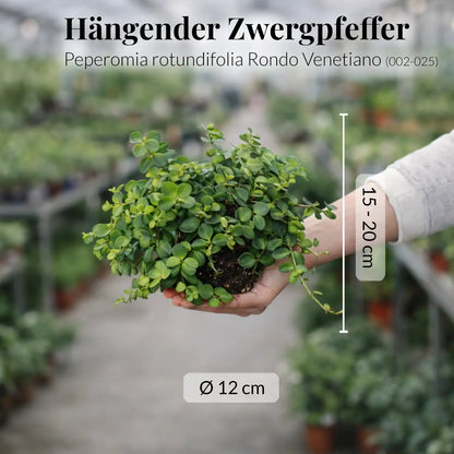 Mix & Match Pflegeleichte Hängepflanzen
