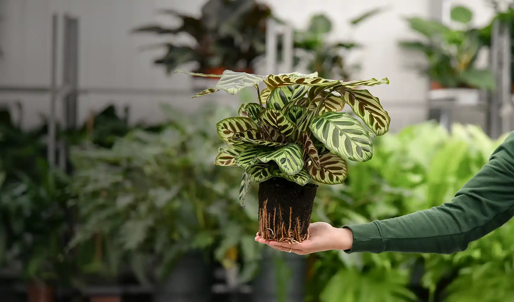 Gärtnerbild Calathea zeigt unsere handverlesenen Premium Pflanzen mit Wurzel