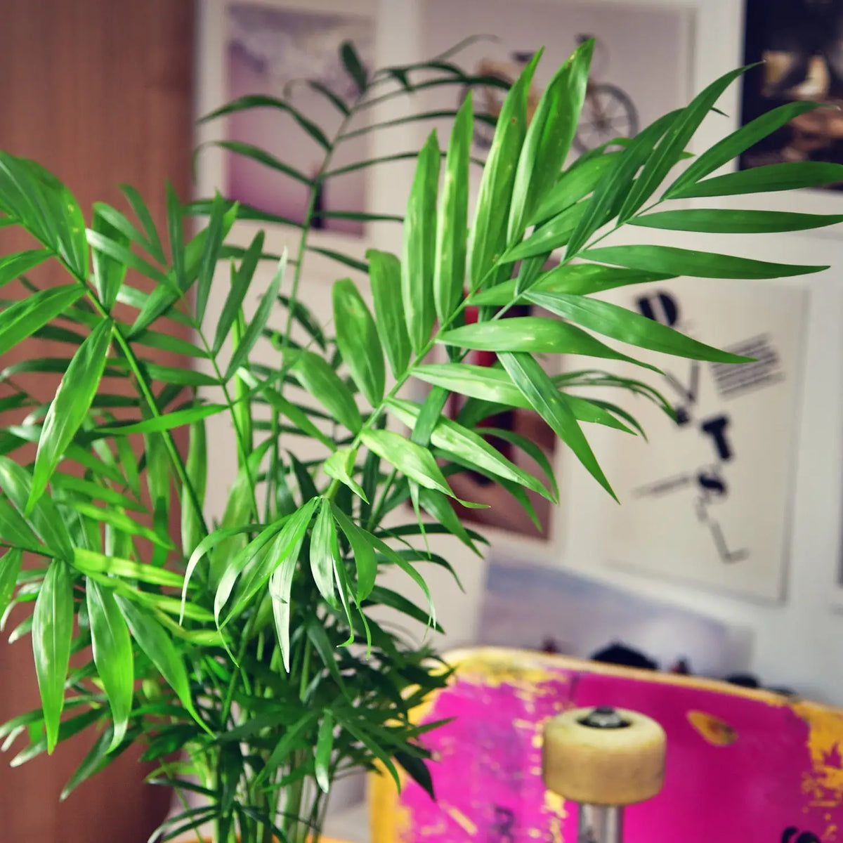 Hydro Bergpalme Blätter