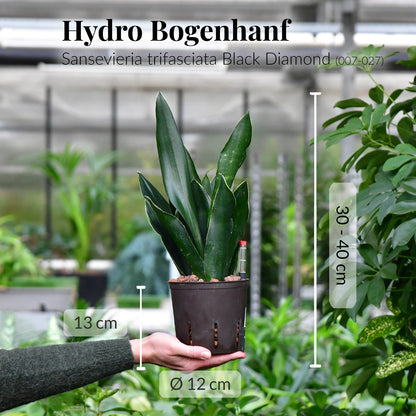Hydro Bogenhanf Sansevieria, pflegeleichte Hydropflanze frisch beim Gärtner bestellen