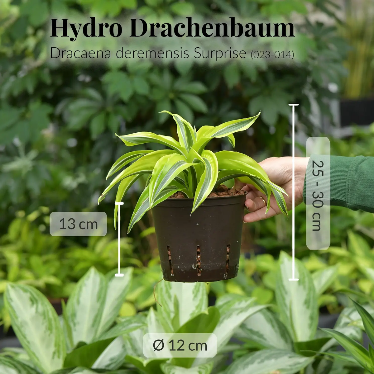 Hydro Drachenbaum Dracaena frisch beim GÄrtner