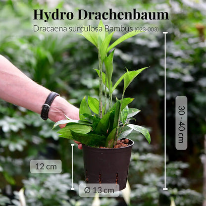 JobPflanze Botanical Bambus