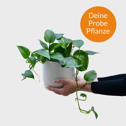 Probepflanze Hydro Efeutute