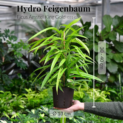 4er Box Hydro Living