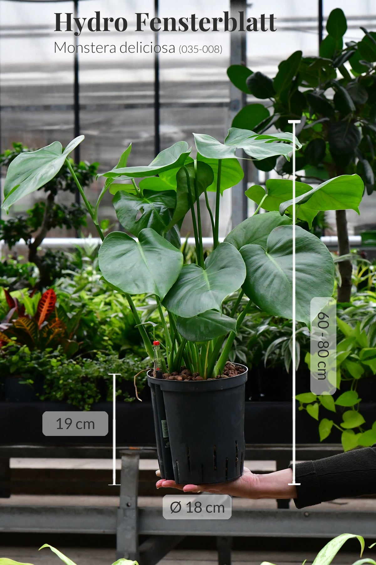 6er Box Hydrokultur Büropflanzen XL Monstera & Geigenfeige