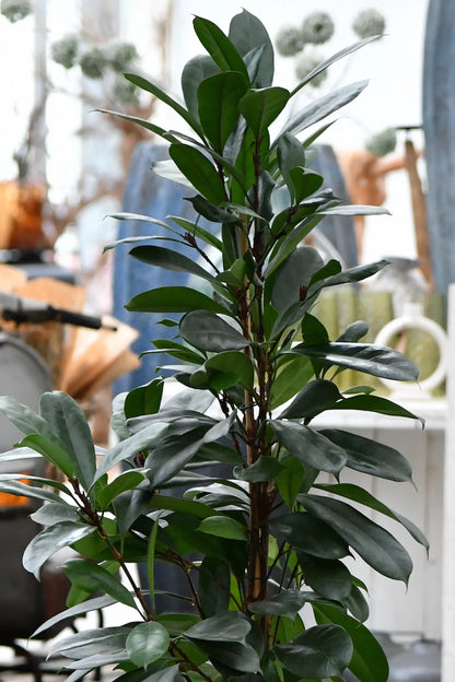 Afrikanischer Feigenbaum Hydrokultur Pflanze fürs Büro oder Office mit schönen großen Blättern