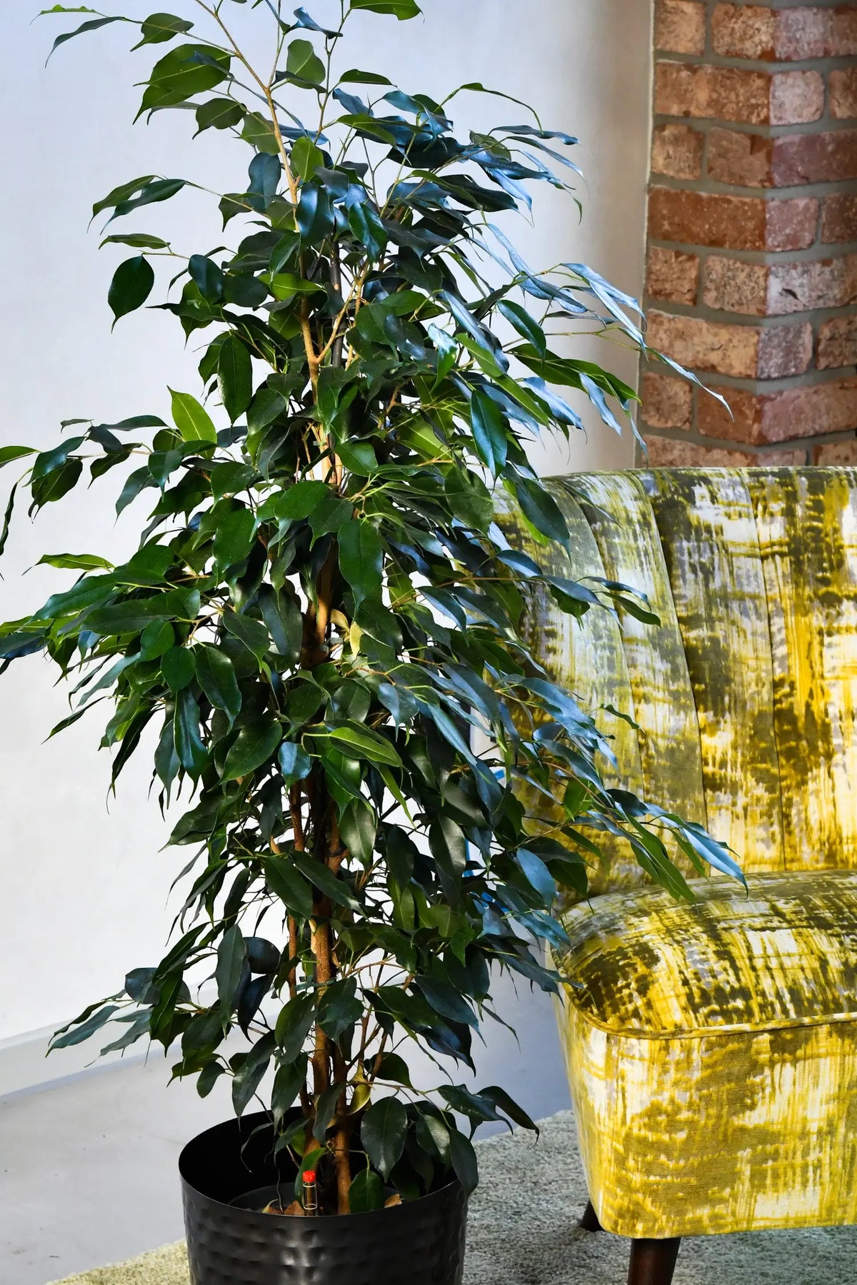 Hydro Kingsize Ficus Benjamina, 110-120cm