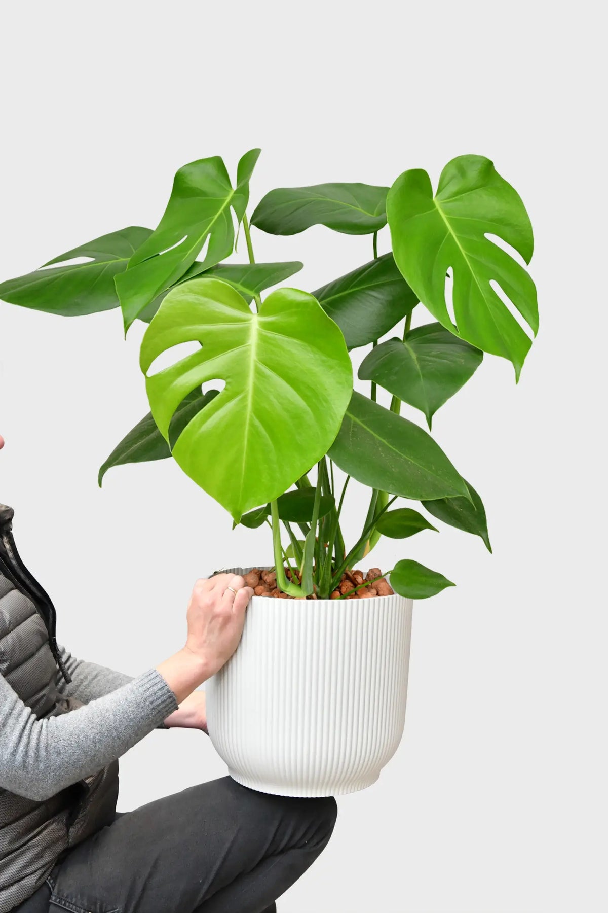 Hydro Kingsize Monstera, 60-80cm