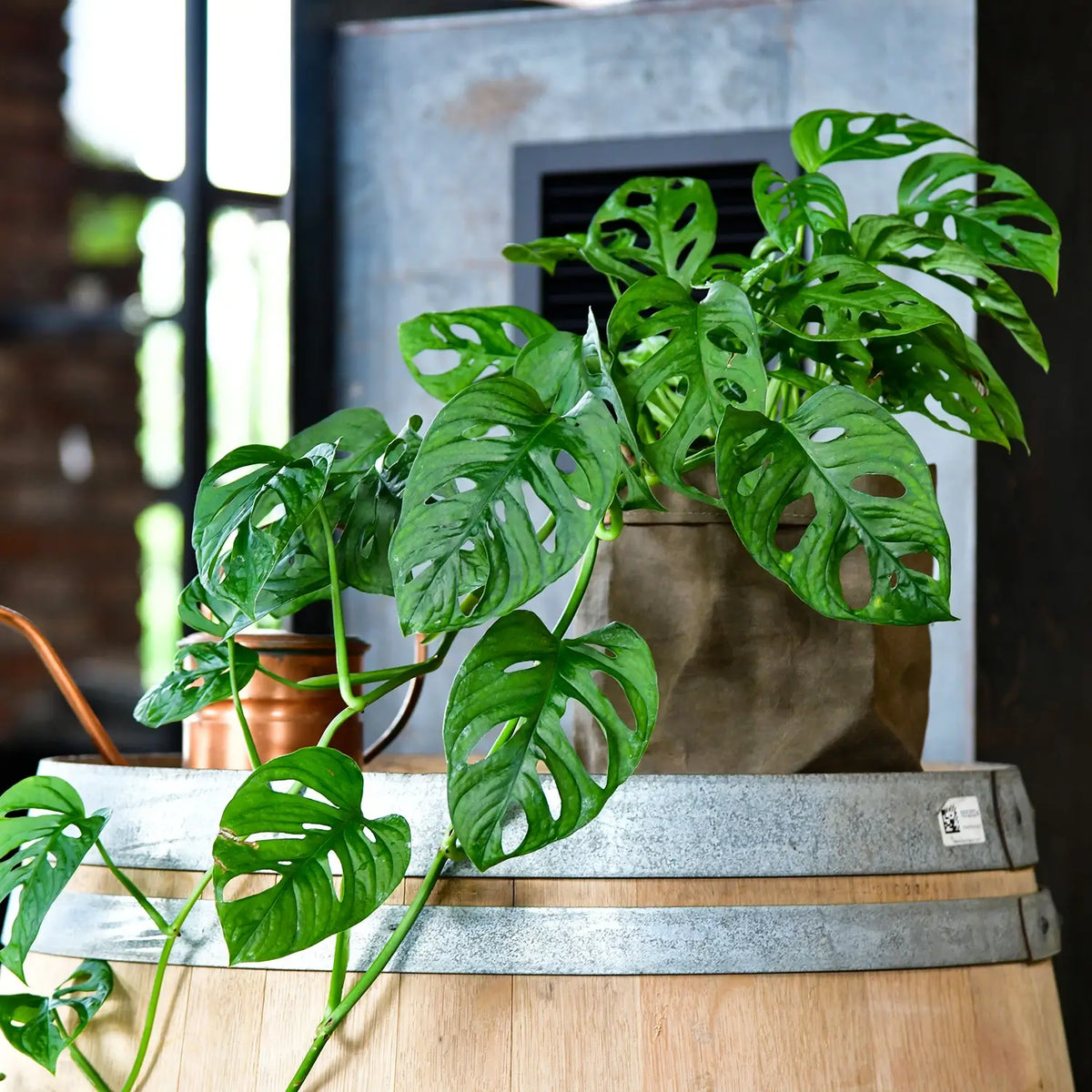 Hydro Monstera Monkey