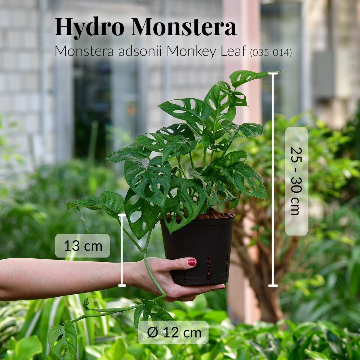 Frische Monstera Hydropflanze direkt beim Gärtner