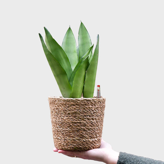 Hydro Moonshine Bogenhanf Sansevieria, pflegeleicht in hydrokultur, frisch beim Gärtner bestellen