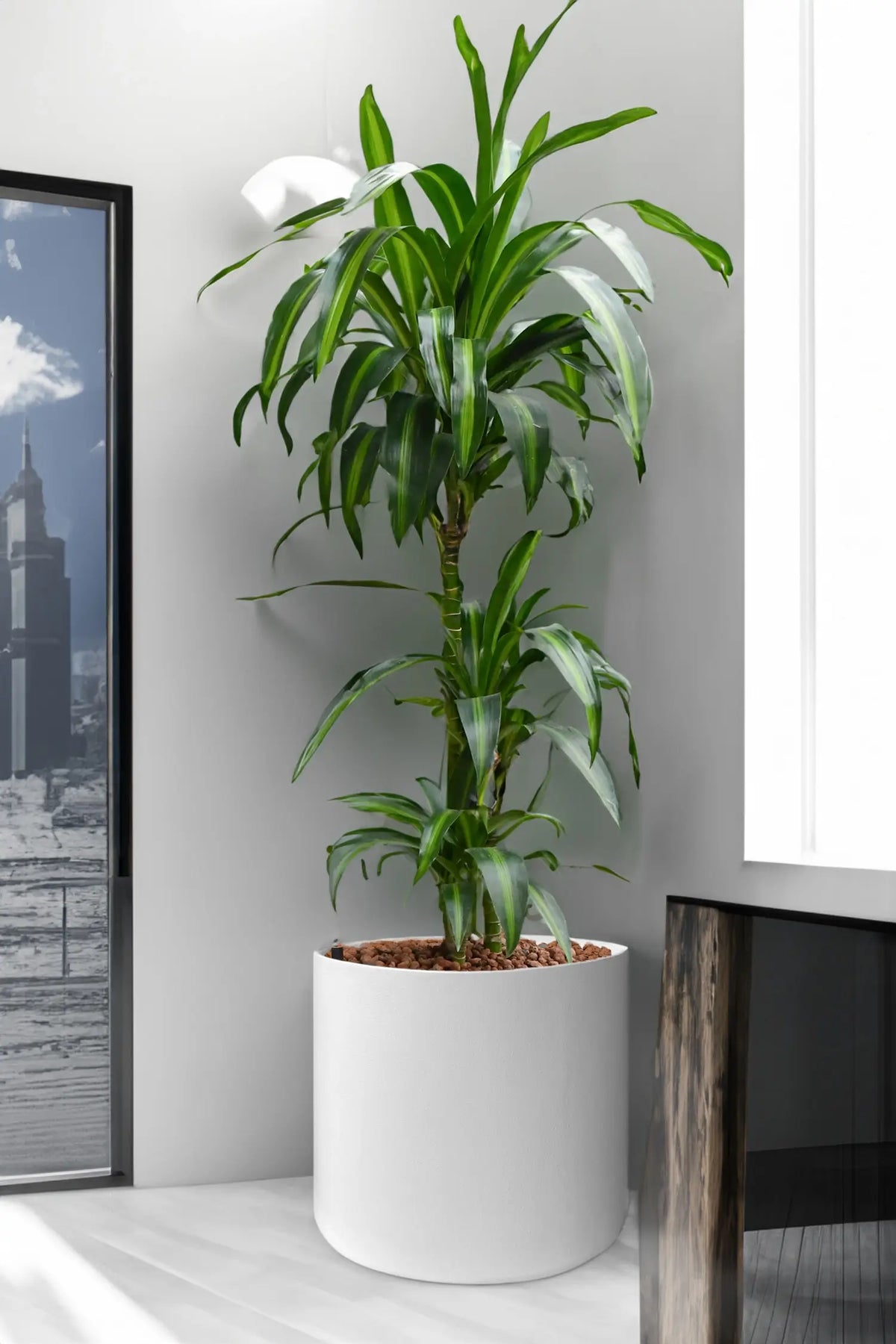 Hydro XXL Dracaena Hawaiian Sunshine, 140-160cm