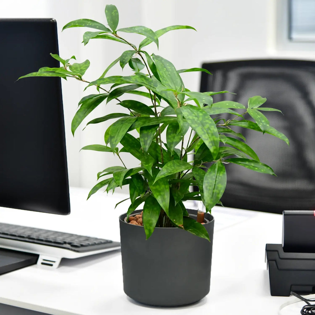 JobPflanze Botanical Bambus