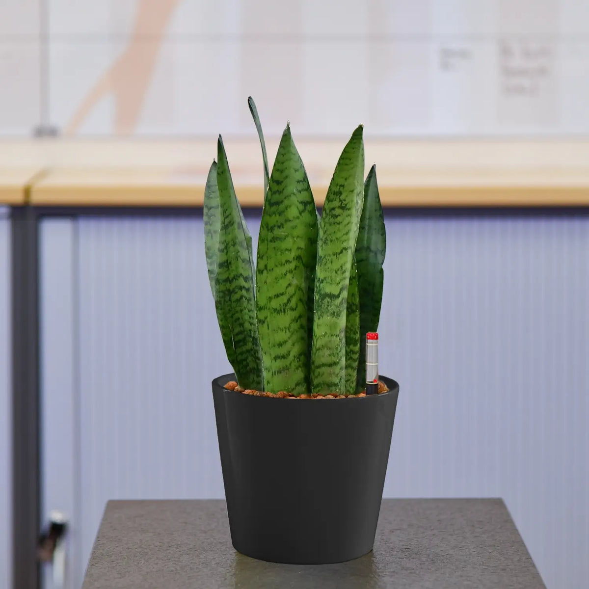 JobPflanze Starke Sansevieria