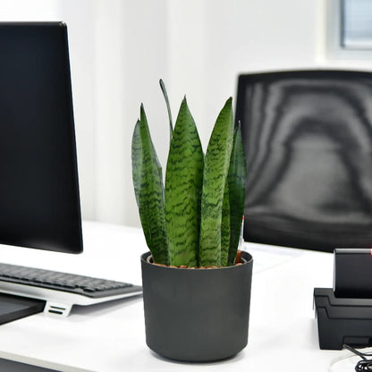 JobPflanze Starke Sansevieria