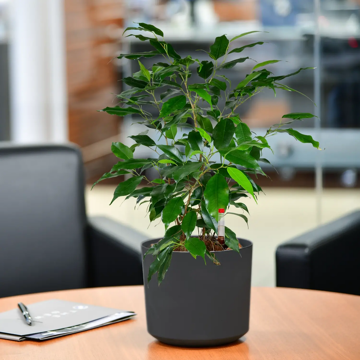 Schöne Jobpflanze für schreibtisch und Büro Benjamini Ficus mit Topf in Betonoptik anthrazit